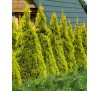 Туя западная Голден Смарагд (Golden Smaragd®) С2,5